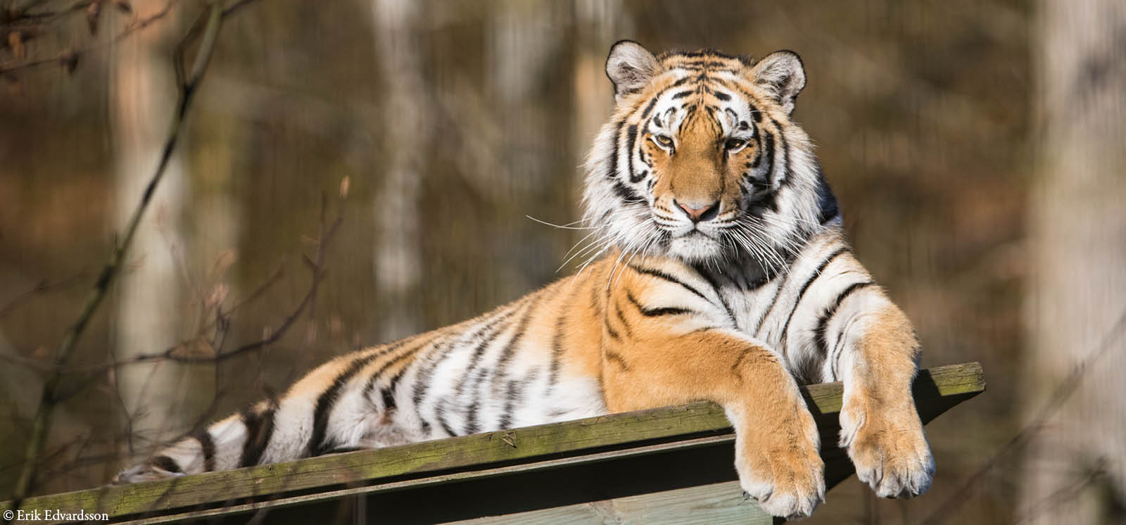 djurbilder1200x560amurtiger.jpg
