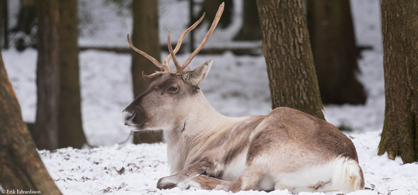 djurbilder1200x560ren.jpg