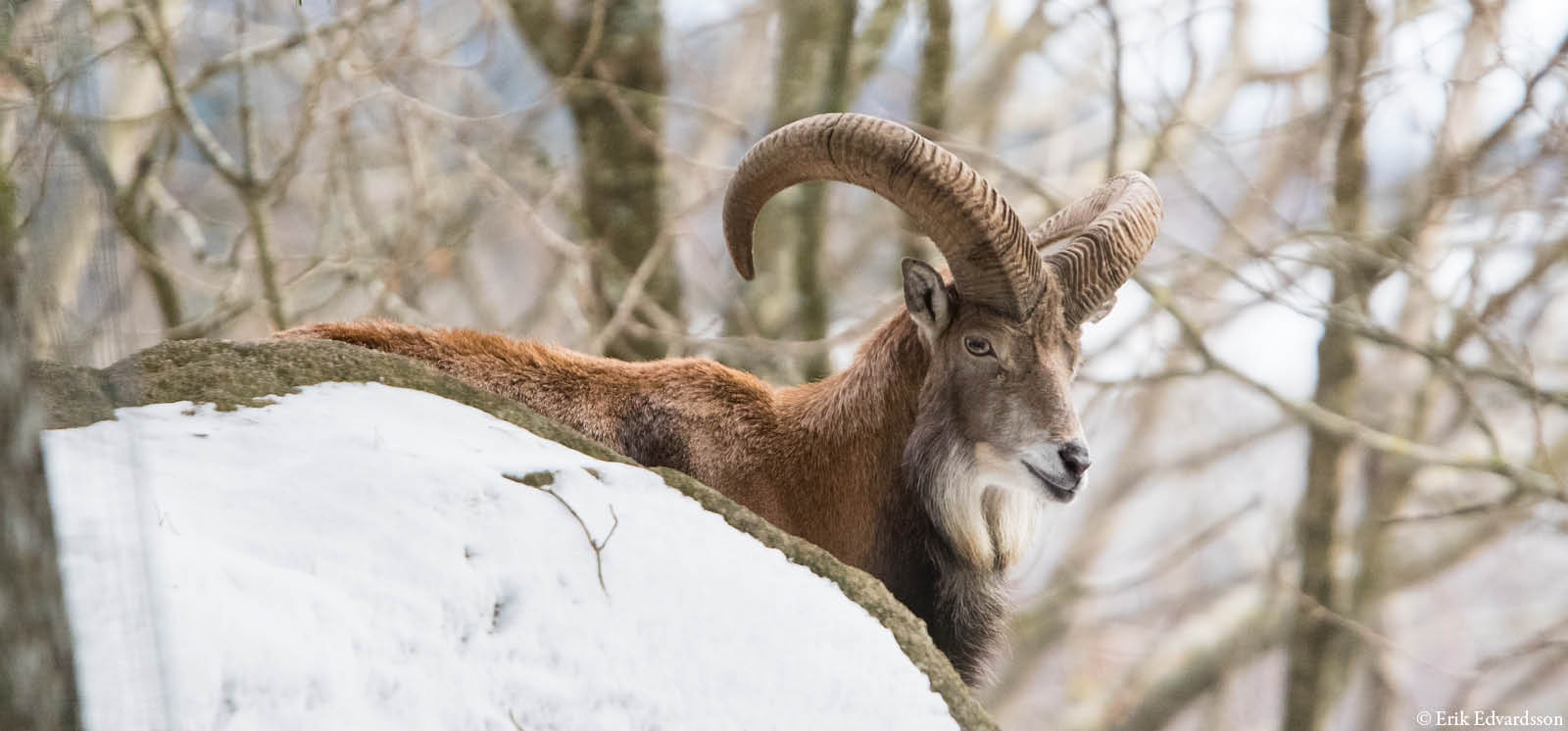 djurbilder1200x560urial.jpg