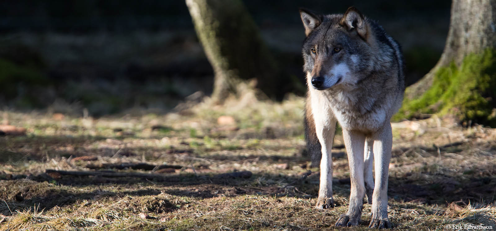djurbilder1200x560varg.jpg
