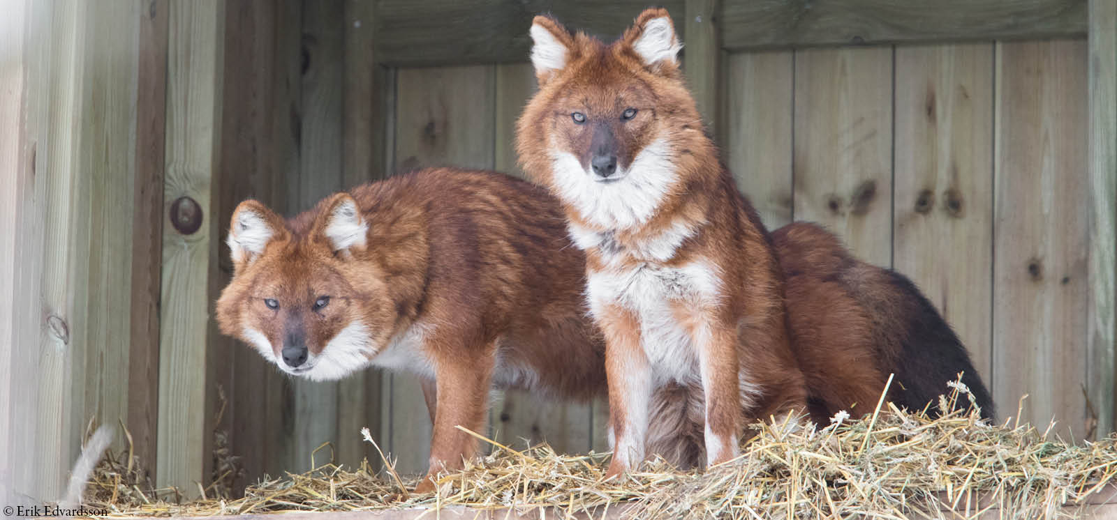 djurbilder1200x560 asiatisk vildhund.jpg (1)