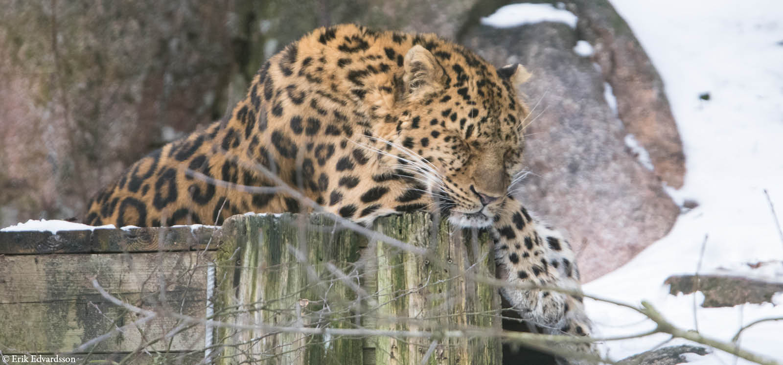 djurbilder1200x560 amurtiger.jpg