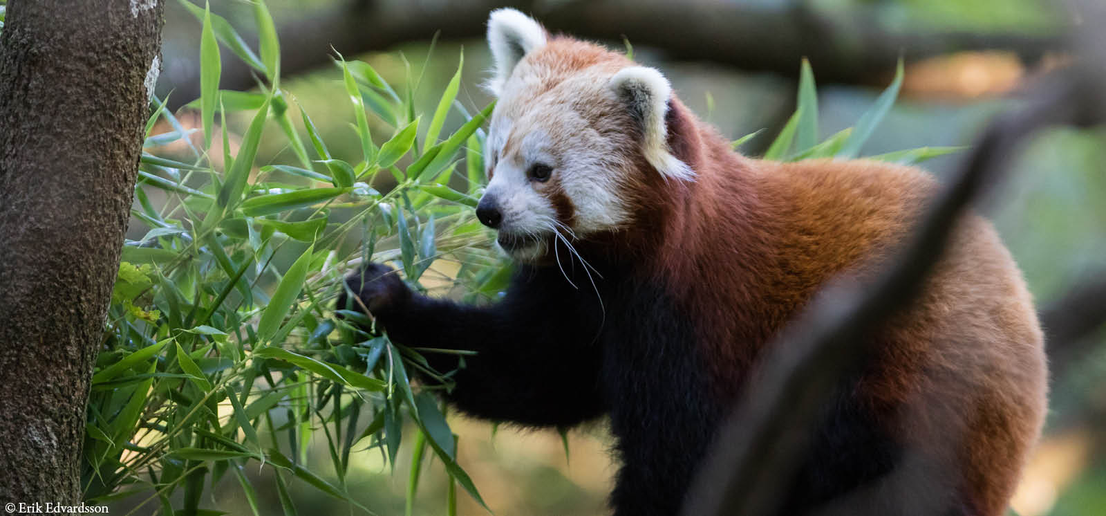 djurbilder1200x560smindrepanda2.jpg