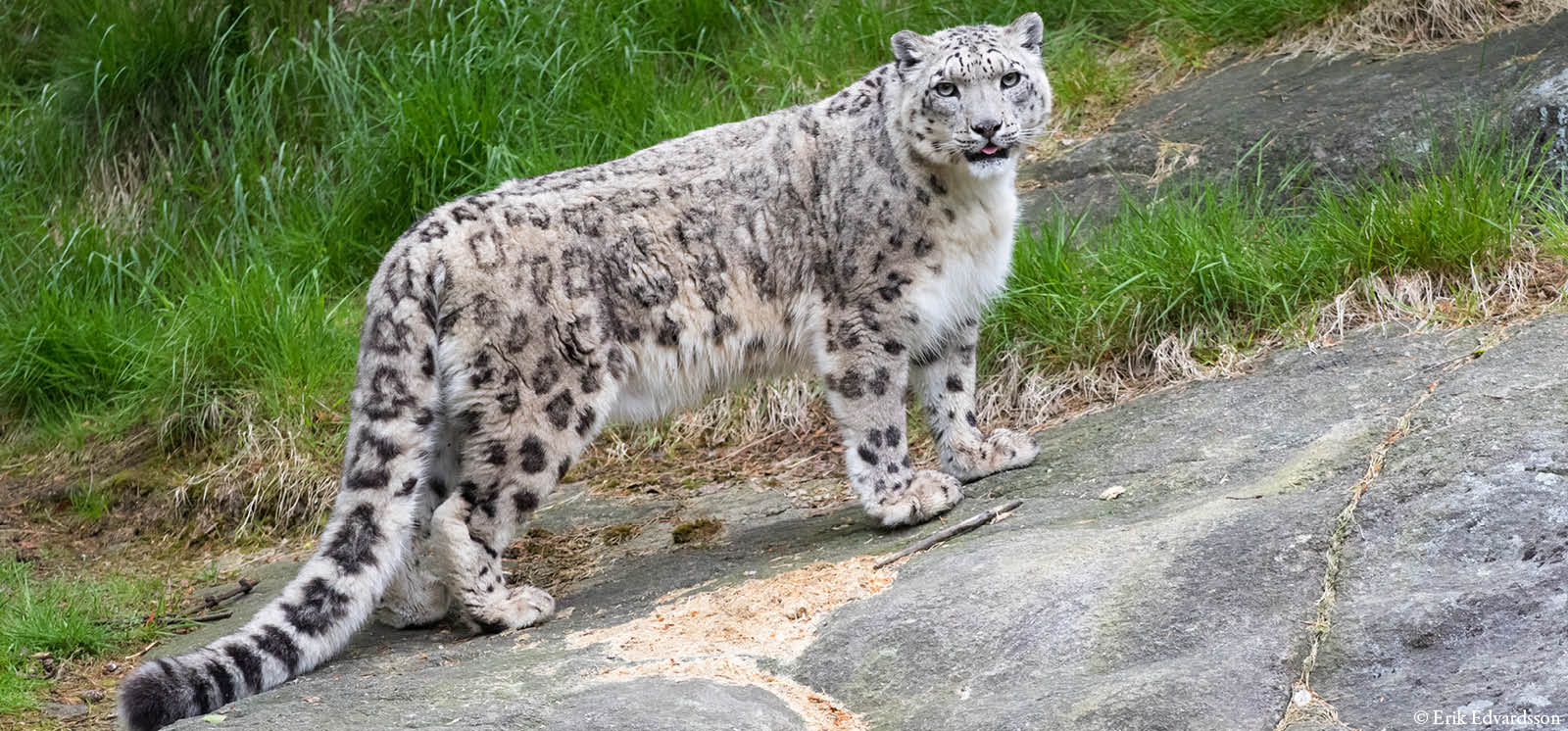 djurbilder1200x560snoleopard.jpg