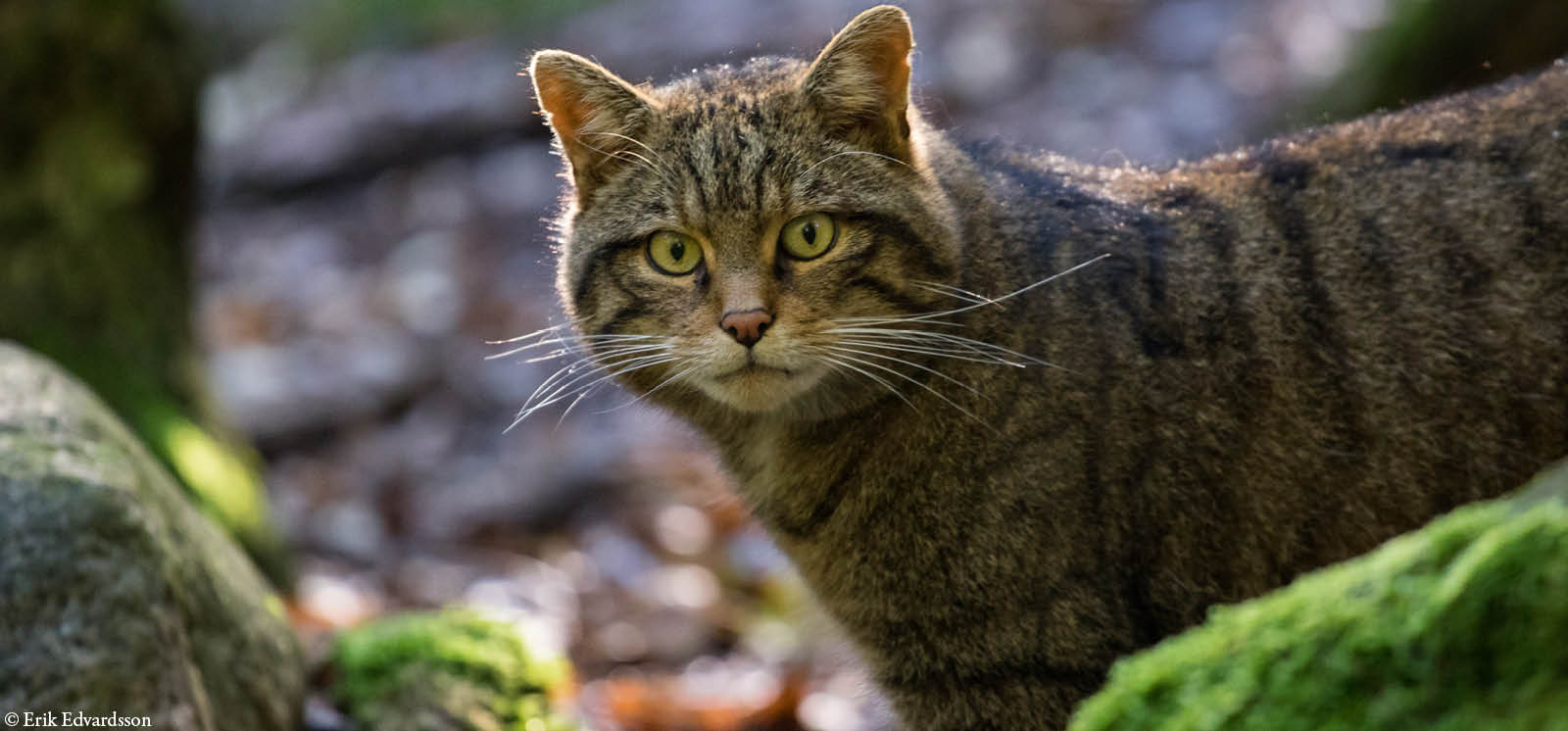 djurbilder1200x560skotskvildkatt.jpg