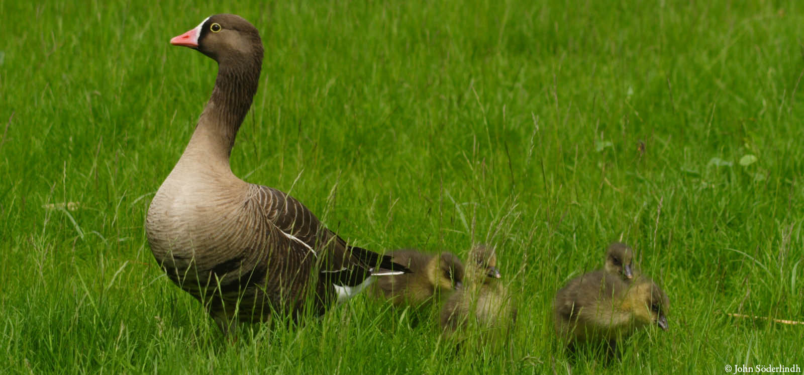 djurbilder1200x560fjällgås.jpg