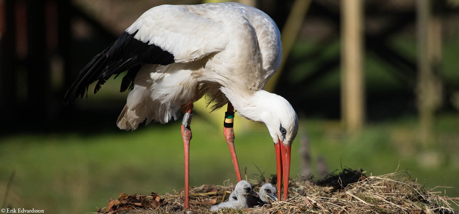 djurbilder1200x560stork2.jpg