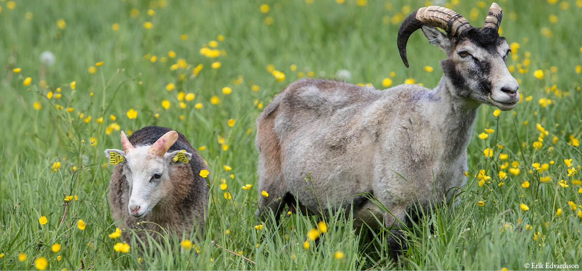 djurbilder1200x560gutefår.jpg