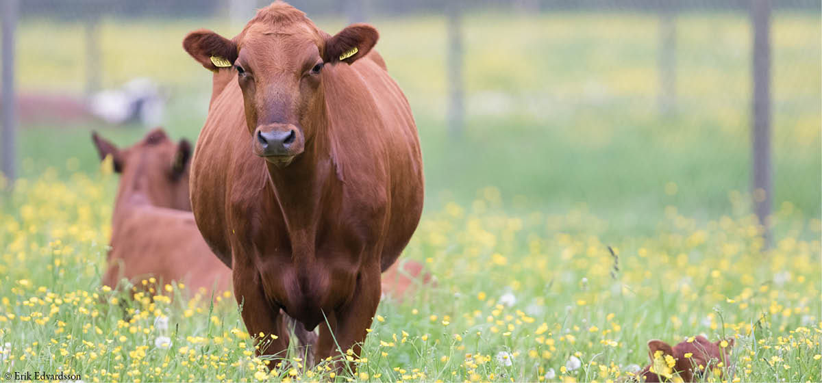 djurbilder1200x560rödkulla.jpg