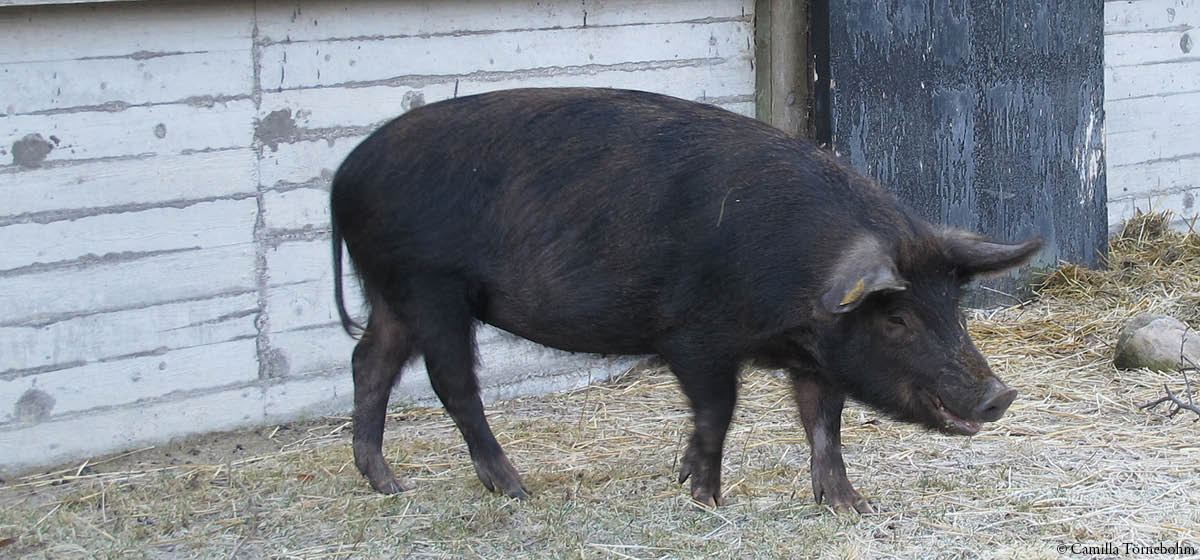 djurbilder1200x560 linderödssvin.jpg