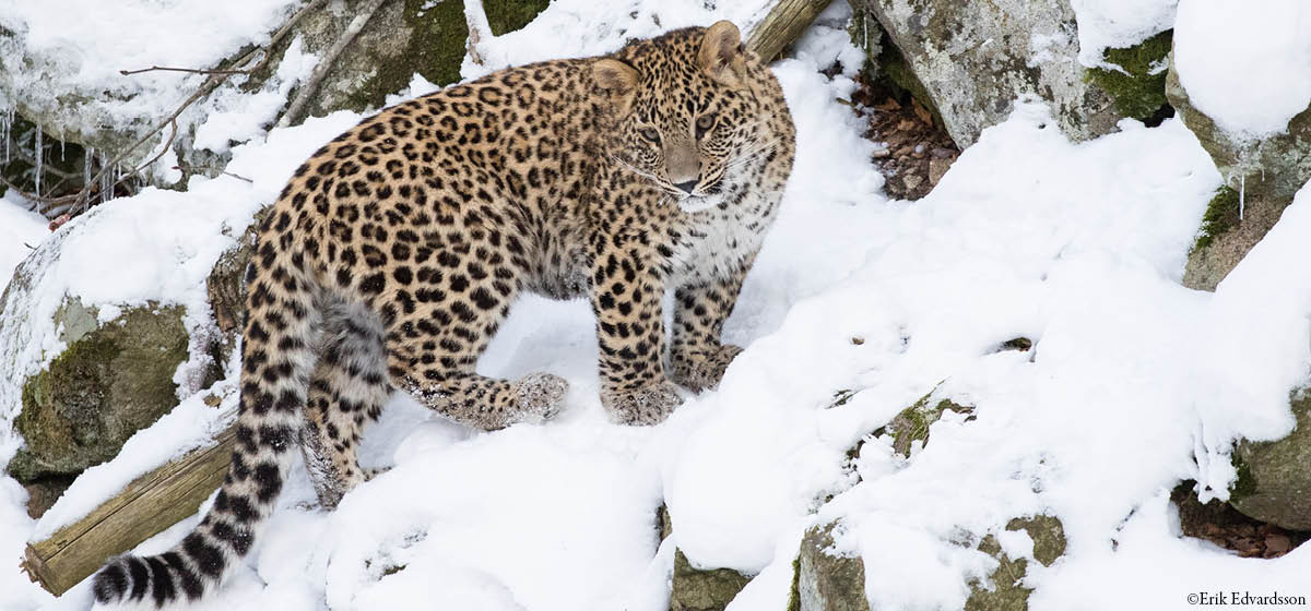 djurbilder1200x560persiskleopard2.jpg