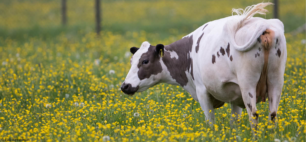 djurbilder1200x560fjällnärako.jpg