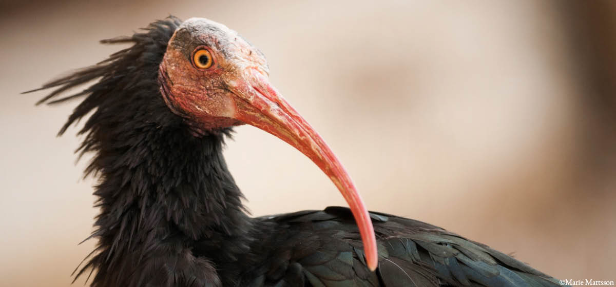 djurbilder1200x560eremitibis.jpg