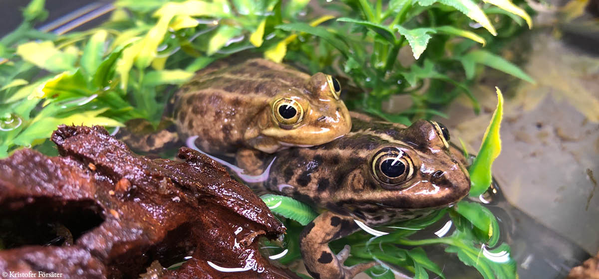 Pool frog