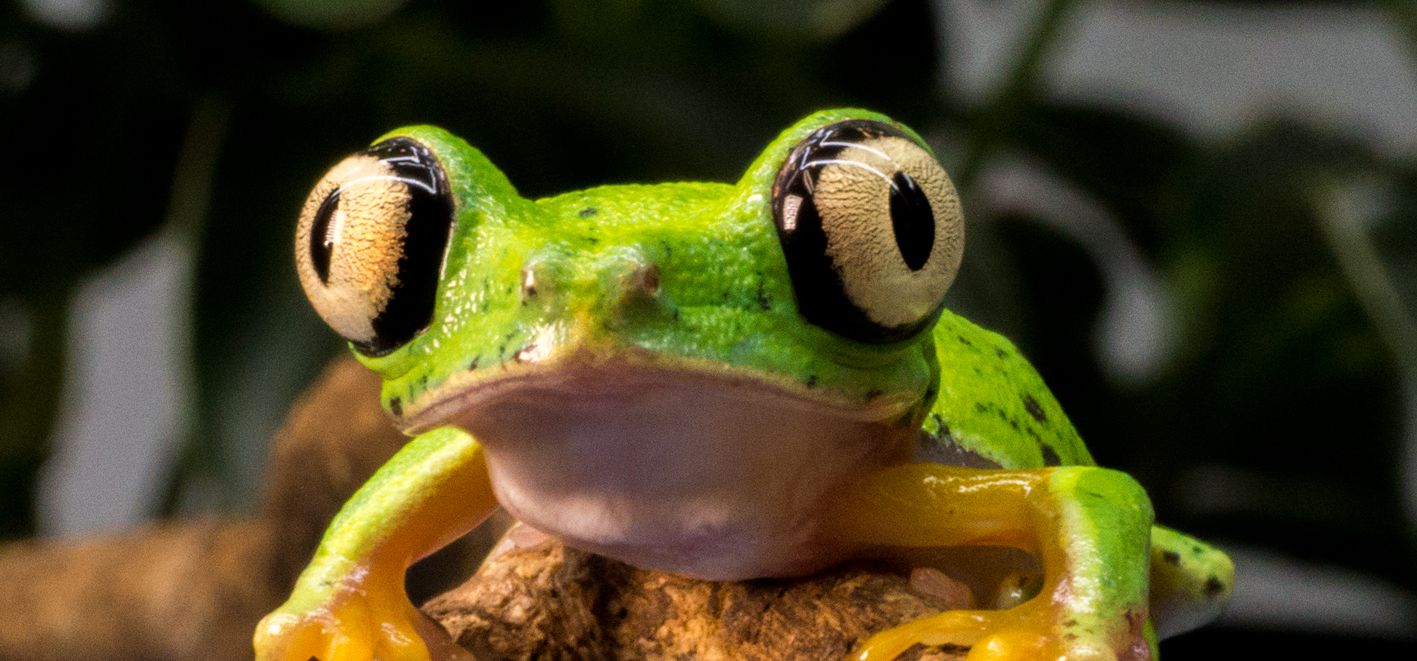 Lemurlövgroda-hemsida.jpg