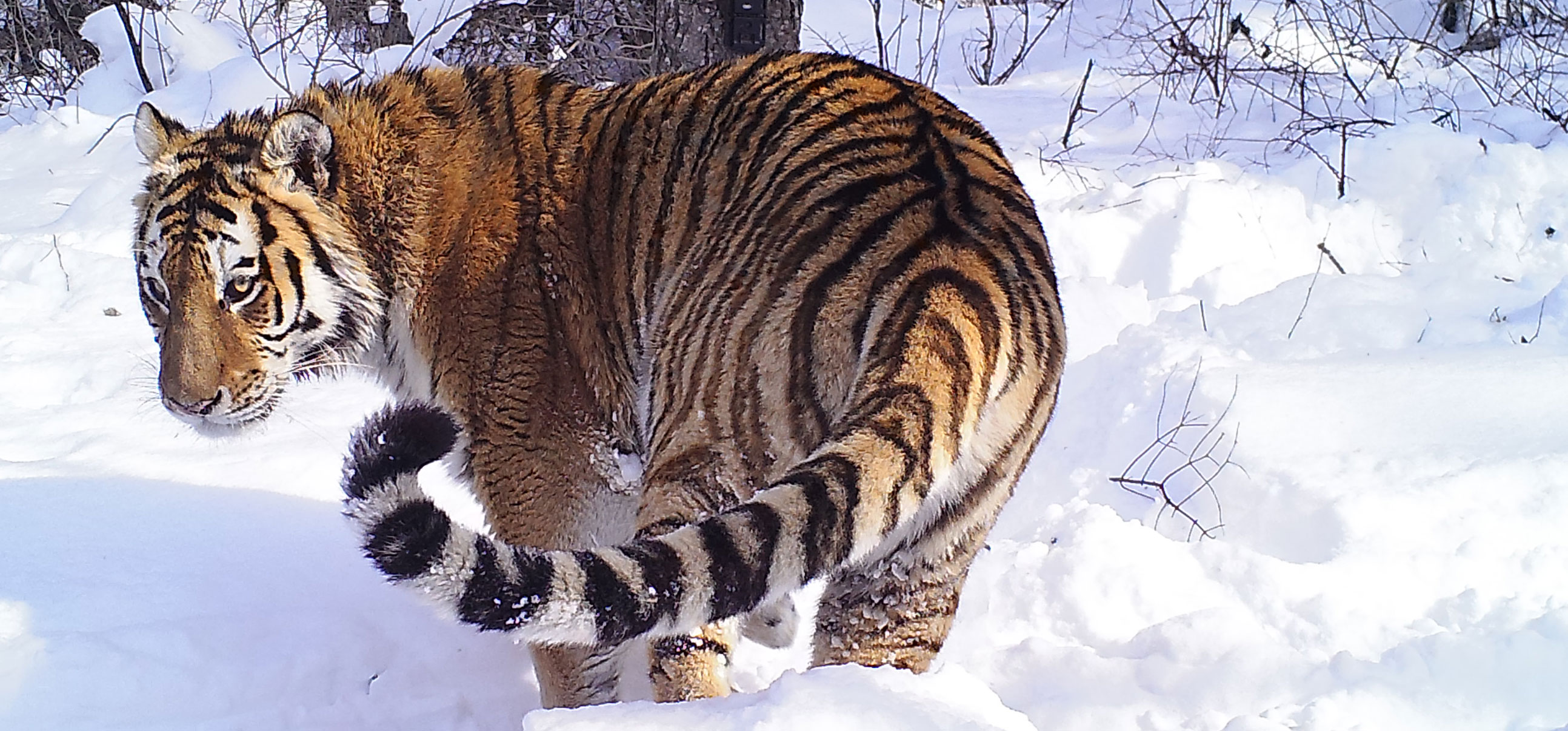 Amurtiger Amurtiger